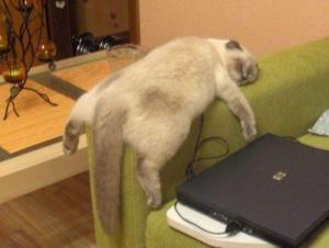 lazy-couch-cat