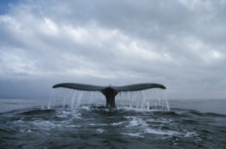 Whale-watching-tail-pic